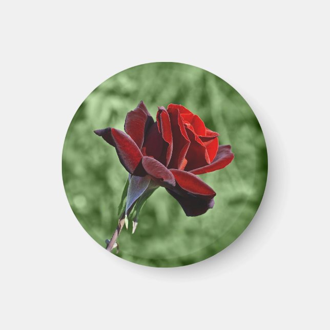 Imã Ímã Rosa Vermelha (Frente)