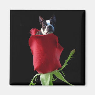 Imã ímã rosa vermelha Boston Terrier