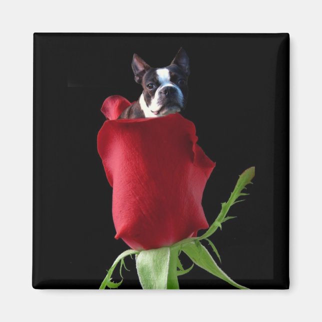 Imã ímã rosa vermelha Boston Terrier (Frente)