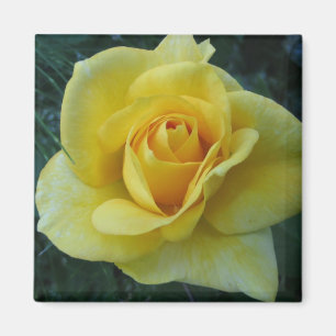 Imã Ímã Rose2 amarelo