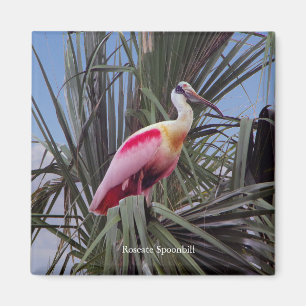 Imã ímã Roseate Spoonbill