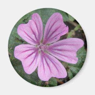Imã Ímã roxo bonito do Wildflower
