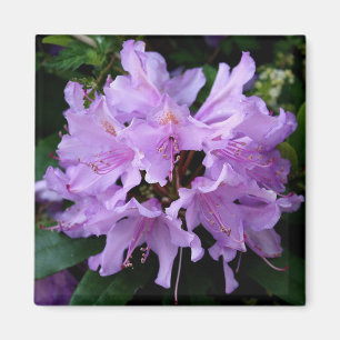 Imã Ímã roxo da flor