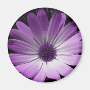Imã Ímã roxo da flor da margarida
