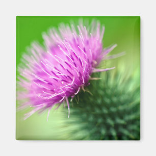 Imã Ímã roxo da flor do cardo