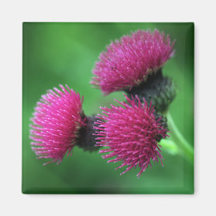 Imã Ímã roxo da flor do cardo