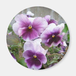 Imã Ímã roxo do amor perfeito
