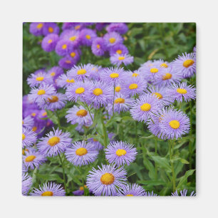 Imã Ímã roxo do impressão das flores do áster