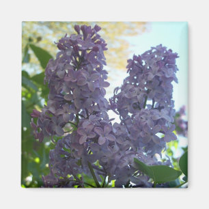 Imã Ímã roxo do Lilac 8