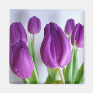 Imã Ímã roxo do primavera da tulipa