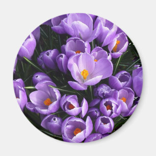 Imã Ímã roxo do refrigerador do açafrão