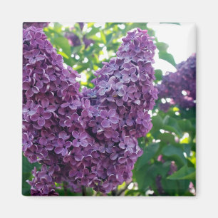 Imã Ímã roxo dos Lilacs