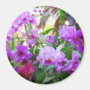Imã Ímã roxo dos lírios