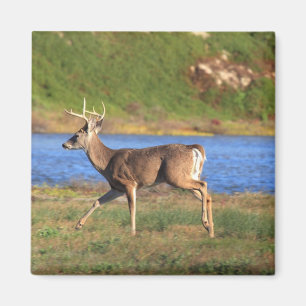 Imã Ímã Running do fanfarrão