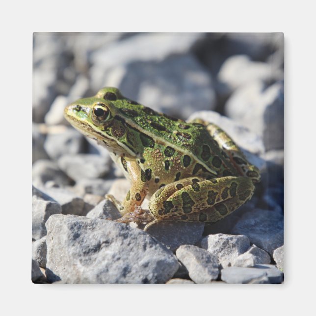 Imã ímã sapo (Frente)