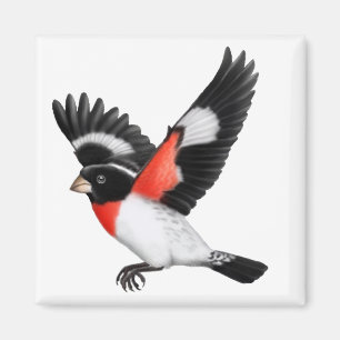 Imã Ímã selvagem do pássaro do Grosbeak cor-de-rosa