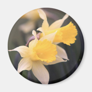 Imã Ímã selvagem dobro do Daffodil
