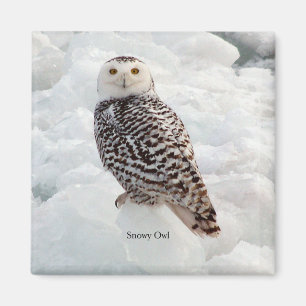 Imã ímã Snowy Owl
