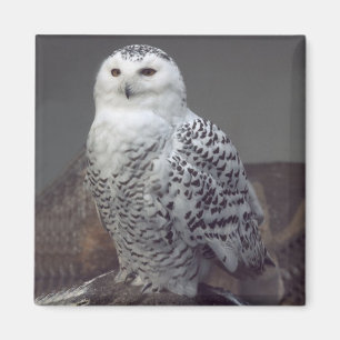 Imã ímã Snowy Owl