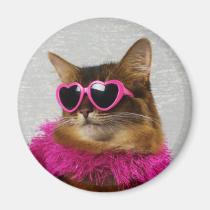 Imã Ímã somaliano Glam do gato