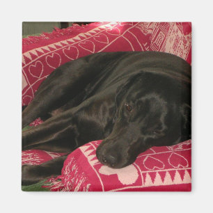 Imã Ímã sonolento do cão