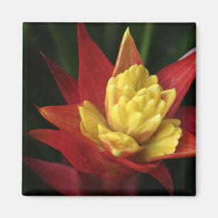 Imã Ímã Spiky da flor