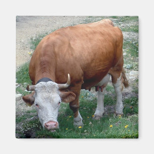 Imã Ímã suíço da vaca dos cumes