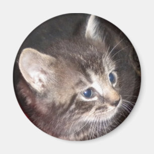 Imã ímã Tabby Kitten