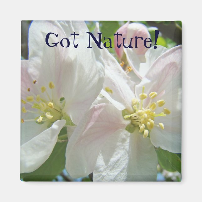 Imã Ímã 'Tem Natureza!' Flores de Maçã Rosa em Flor (Frente)