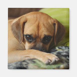 Imã Ímã tímido do puggle