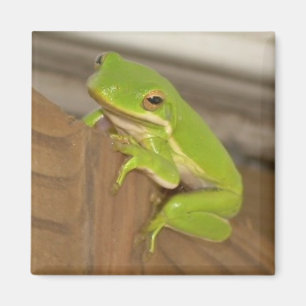 Imã Ímã TreeFrog1