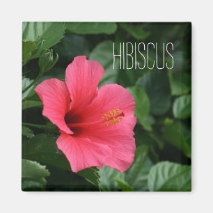 Imã Ímã tropical cor-de-rosa do hibiscus