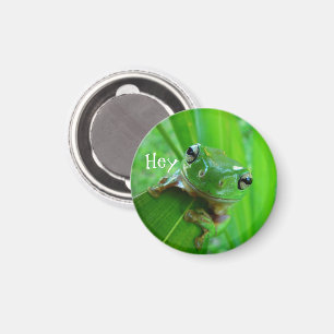 Imã Ímã verde do sapo de árvore