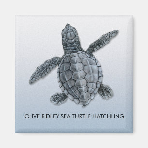 Imã Ímã verde-oliva do Hatchling da tartaruga de mar