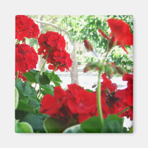 Imã Ímã vermelho brilhante do presente do jardim dos
