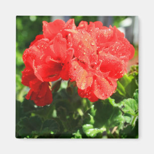 Imã Ímã vermelho da flor do gerânio