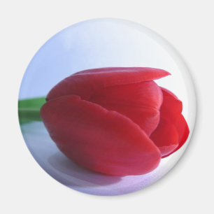 Imã Ímã vermelho da tulipa