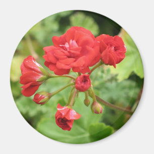 Imã Ímã vermelho do gerânio