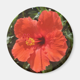 Imã Ímã vermelho do hibiscus