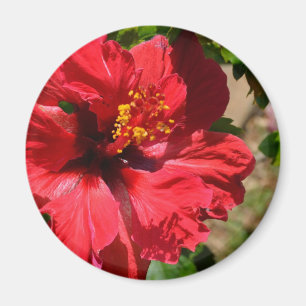 Imã Ímã vermelho do hibiscus