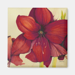 Imã Ímã vermelho do quadrado do Amaryllis do Natal