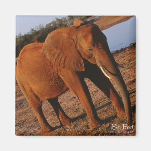 Imã Ímã vermelho grande do elefante