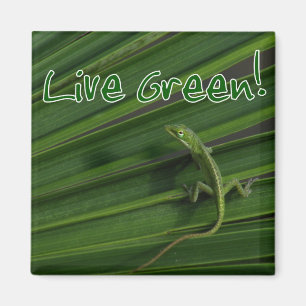 Imã Ímã vivo do lagarto verde