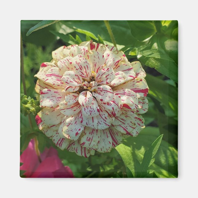 Imã ímã Zinnia (Frente)