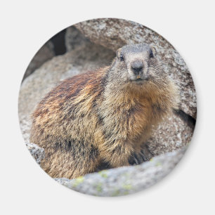 Imã Imagem Alpina Marmot