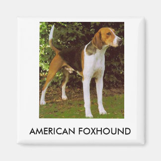 Imã Imagem Americana de Foxhound