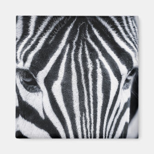 Imã Imagem aproximada de Zebra