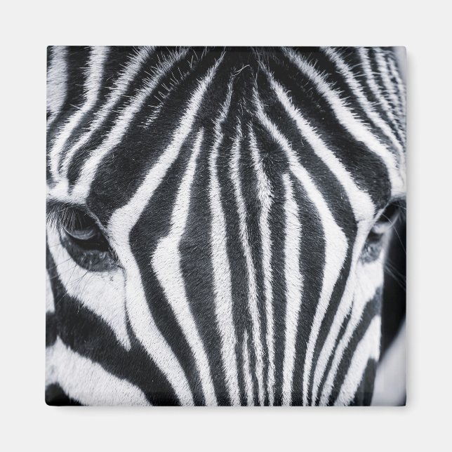 Imã Imagem aproximada de Zebra (Frente)