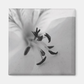 Imã Imagem B&W do Geranium Center