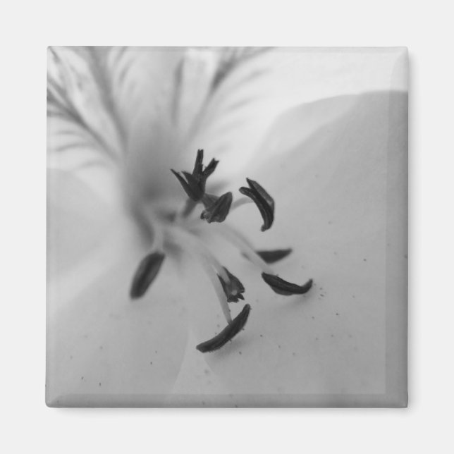 Imã Imagem B&W do Geranium Center (Frente)